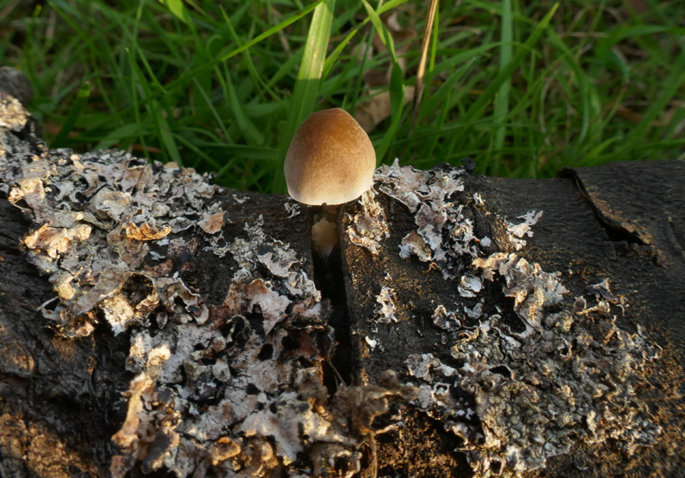 Photo © Jackie Ewan Pluteus cf. inquilinus by Jackie Ewan